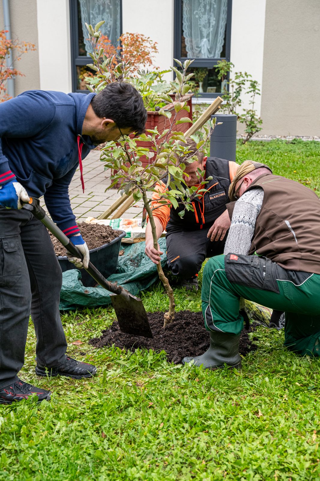 drei Männer pflanzen den Baum ein