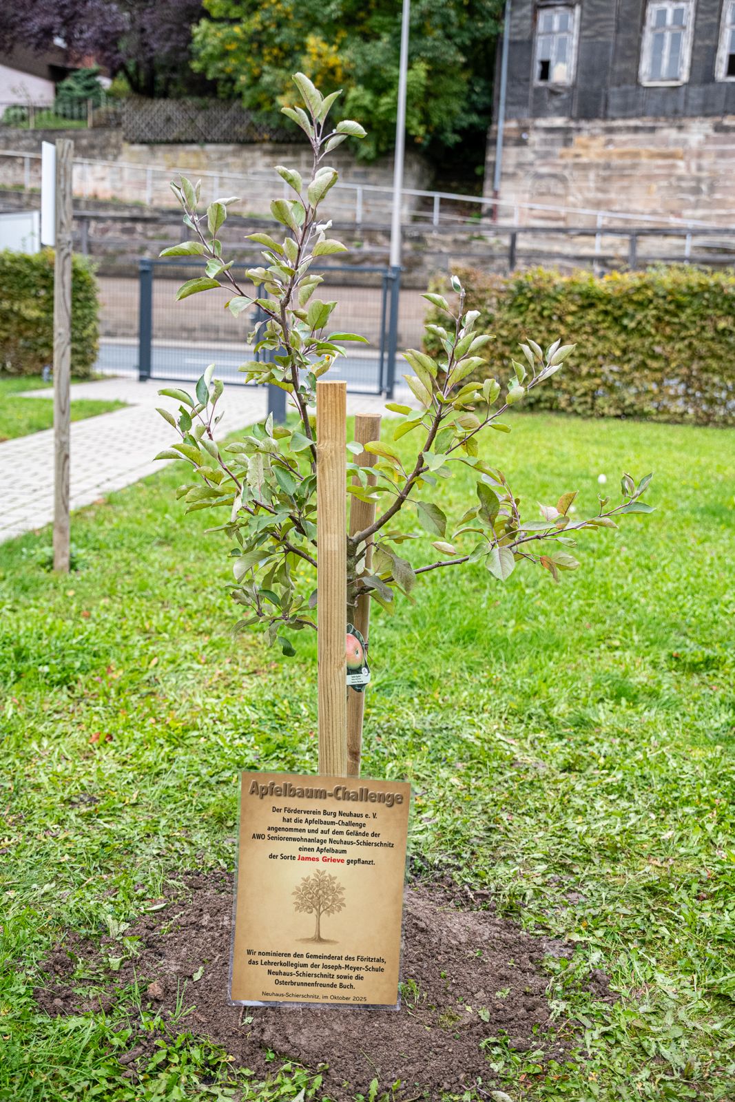 der gepflanzte Baum